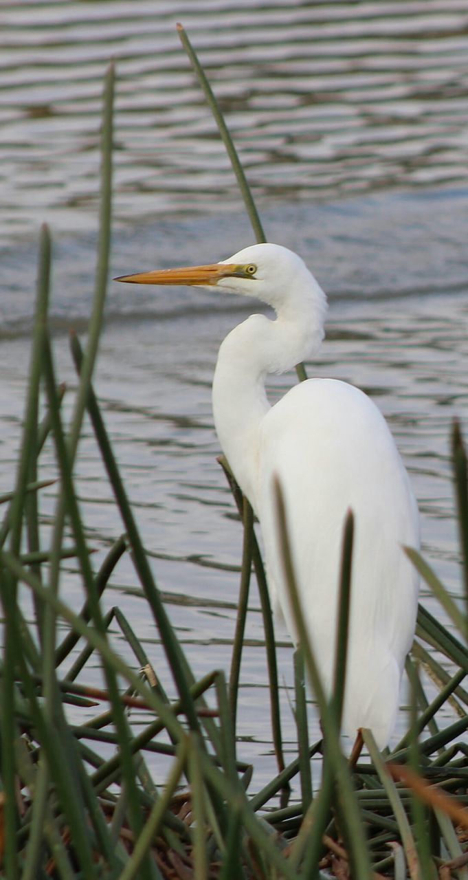 CLOSE-UP OF WHITE BIRD