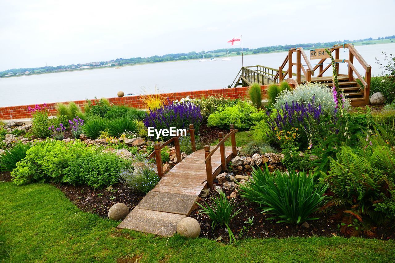 PLANTS GROWING BY SEA