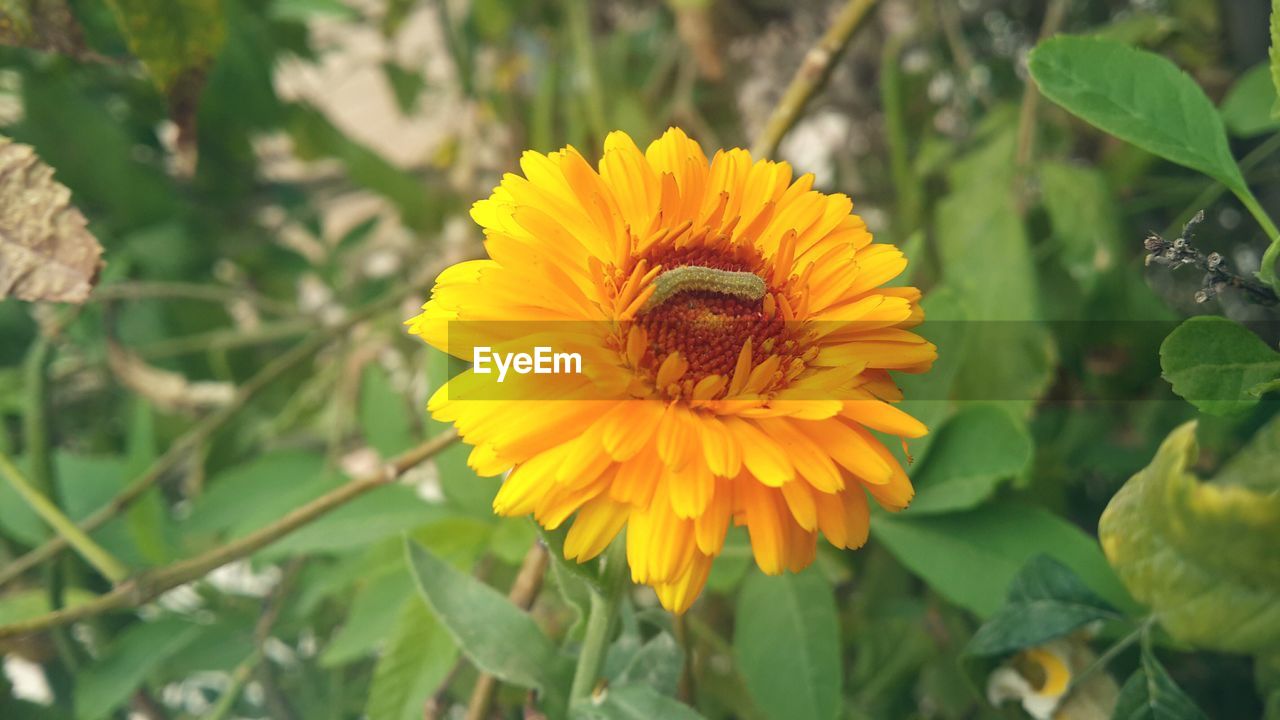 CLOSE-UP OF SUNFLOWERS