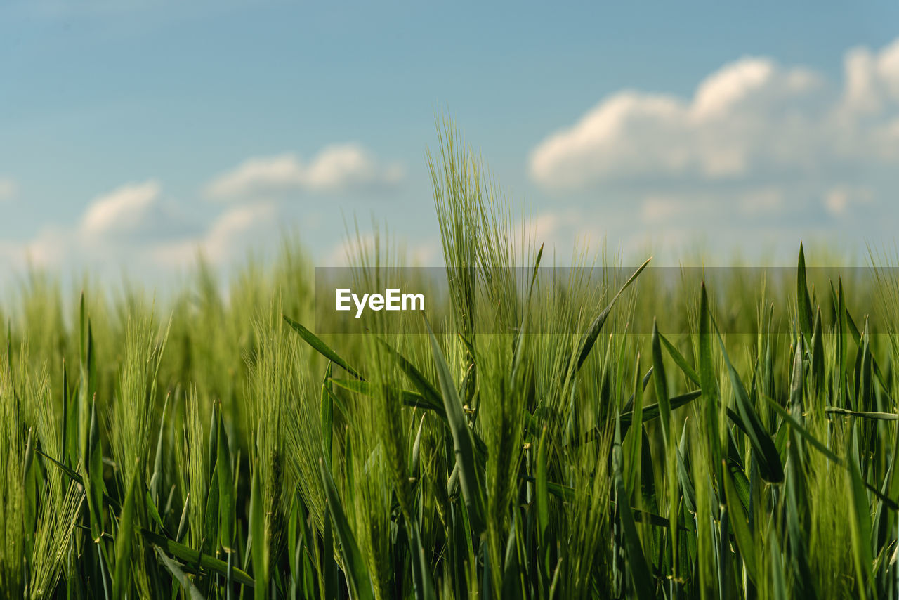 Close-up of wheat field against sky