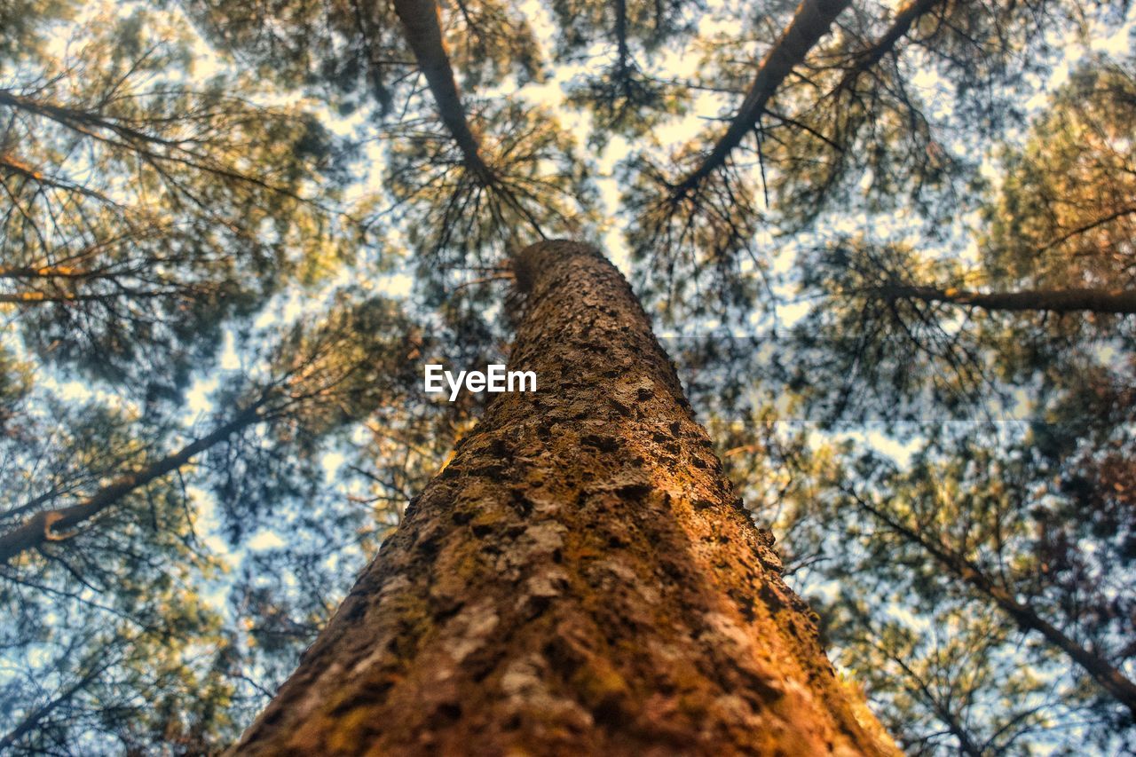 LOW ANGLE VIEW OF TREE TRUNK
