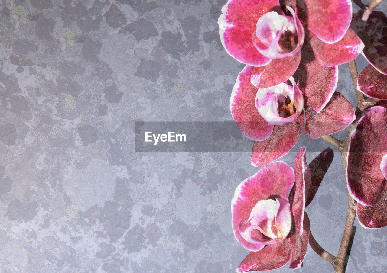 HIGH ANGLE VIEW OF PINK FLOWERING PLANT IN CONCRETE WALL