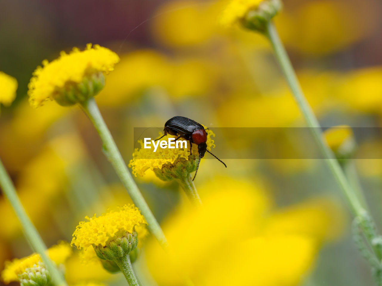 Close-up of insect on yellow flower