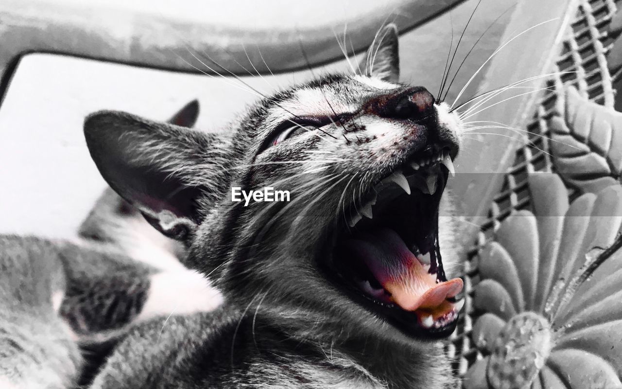 CLOSE-UP OF A CAT WITH YAWNING