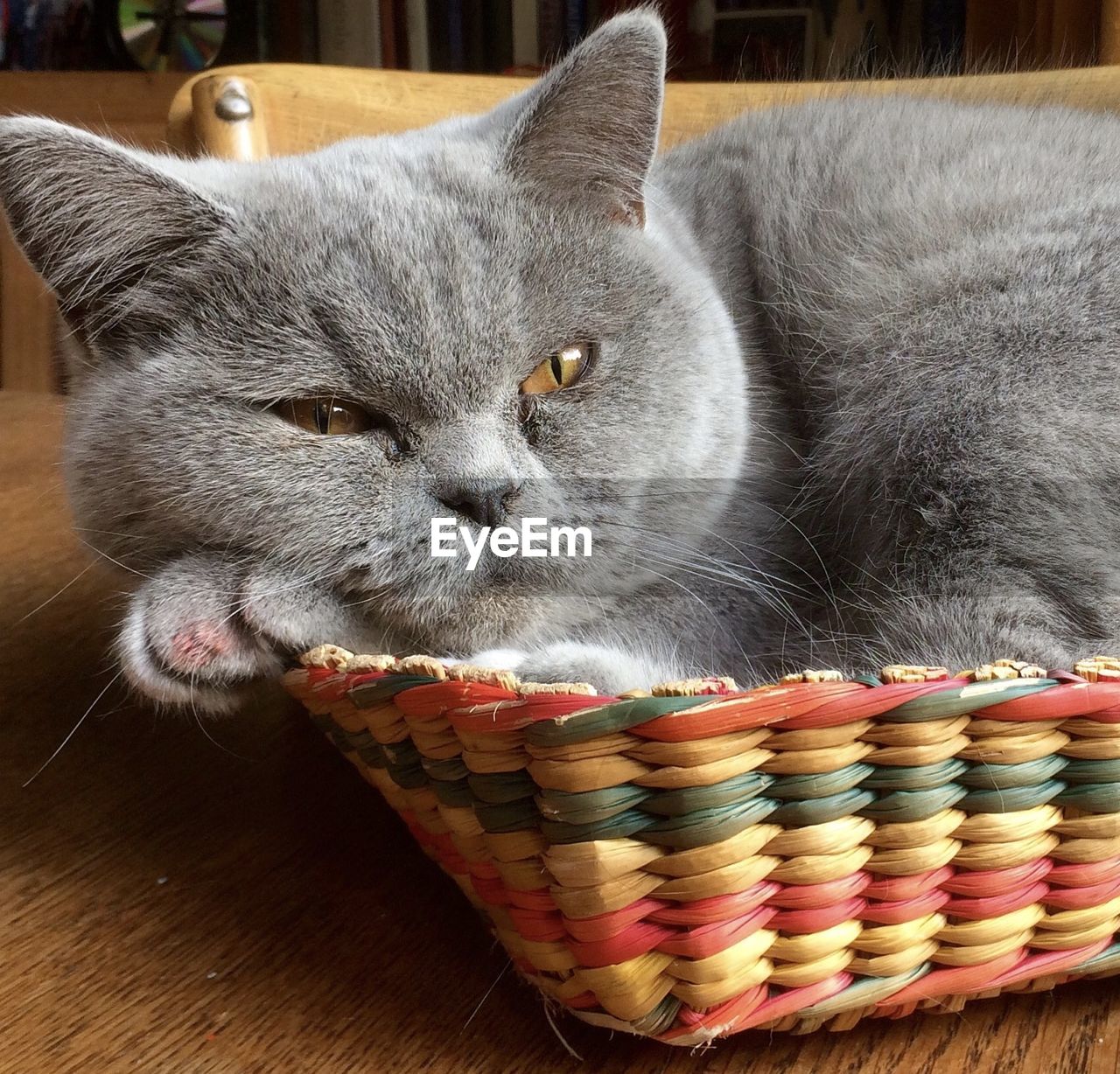 Close-up portrait of british shorthair