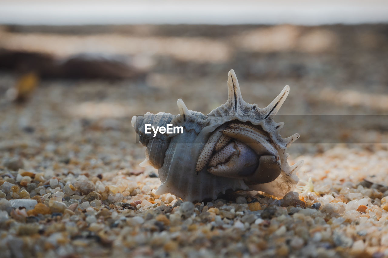 Close-up of crab on sand