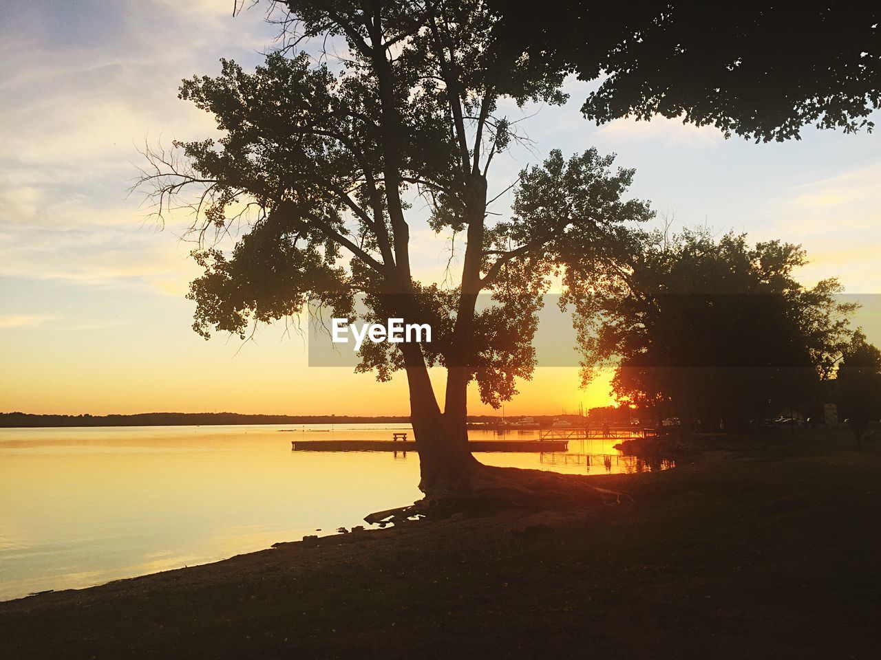 Silhouette of trees at sunset