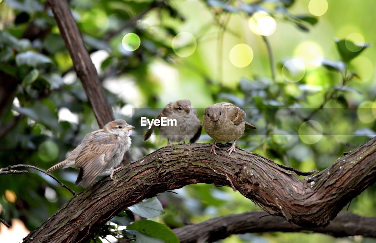 BIRD PERCHING ON BRANCH