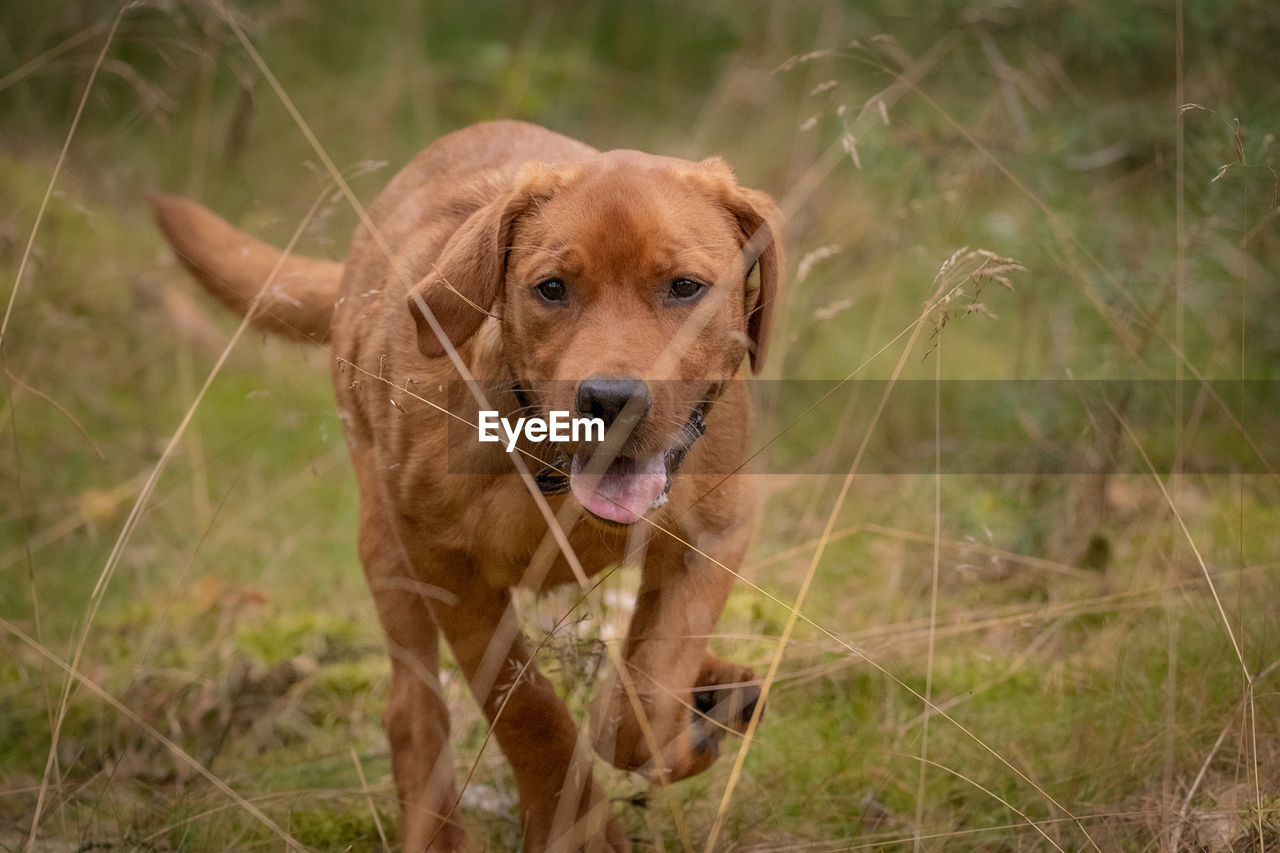 PORTRAIT OF DOG LYING ON FIELD