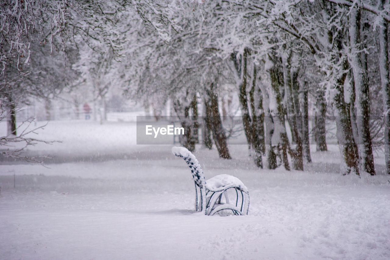 Trees on snow covered landscape