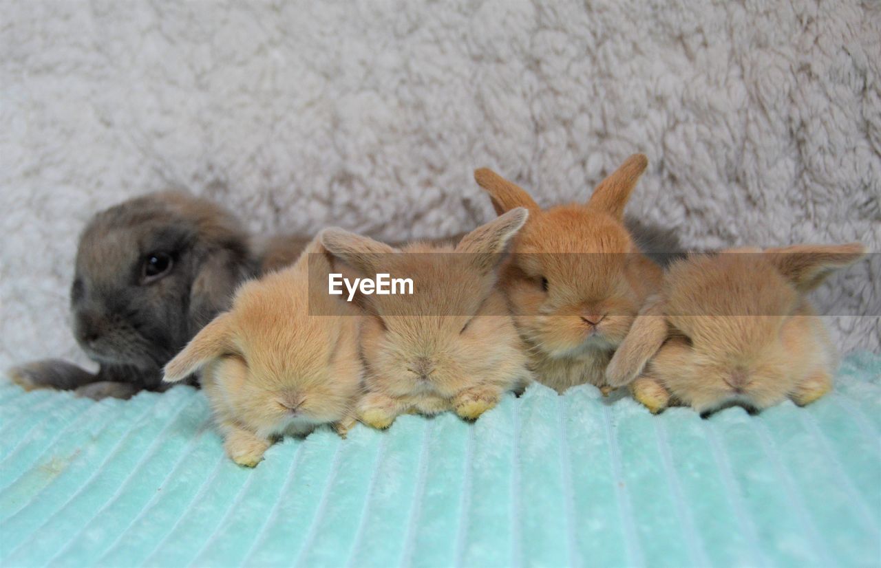 HIGH ANGLE VIEW OF DOGS SLEEPING ON FLOOR