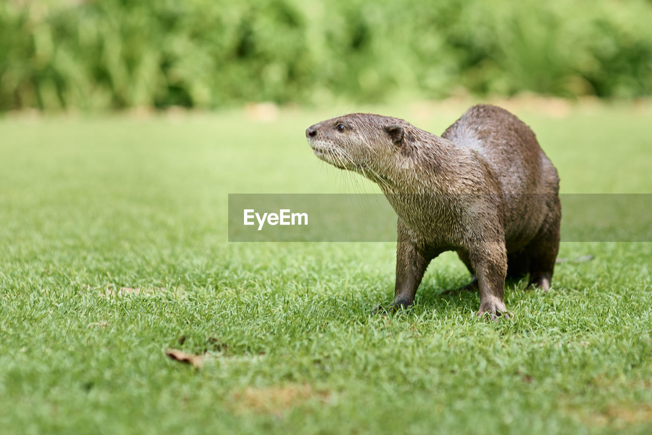 Otter resting on grass in singapore