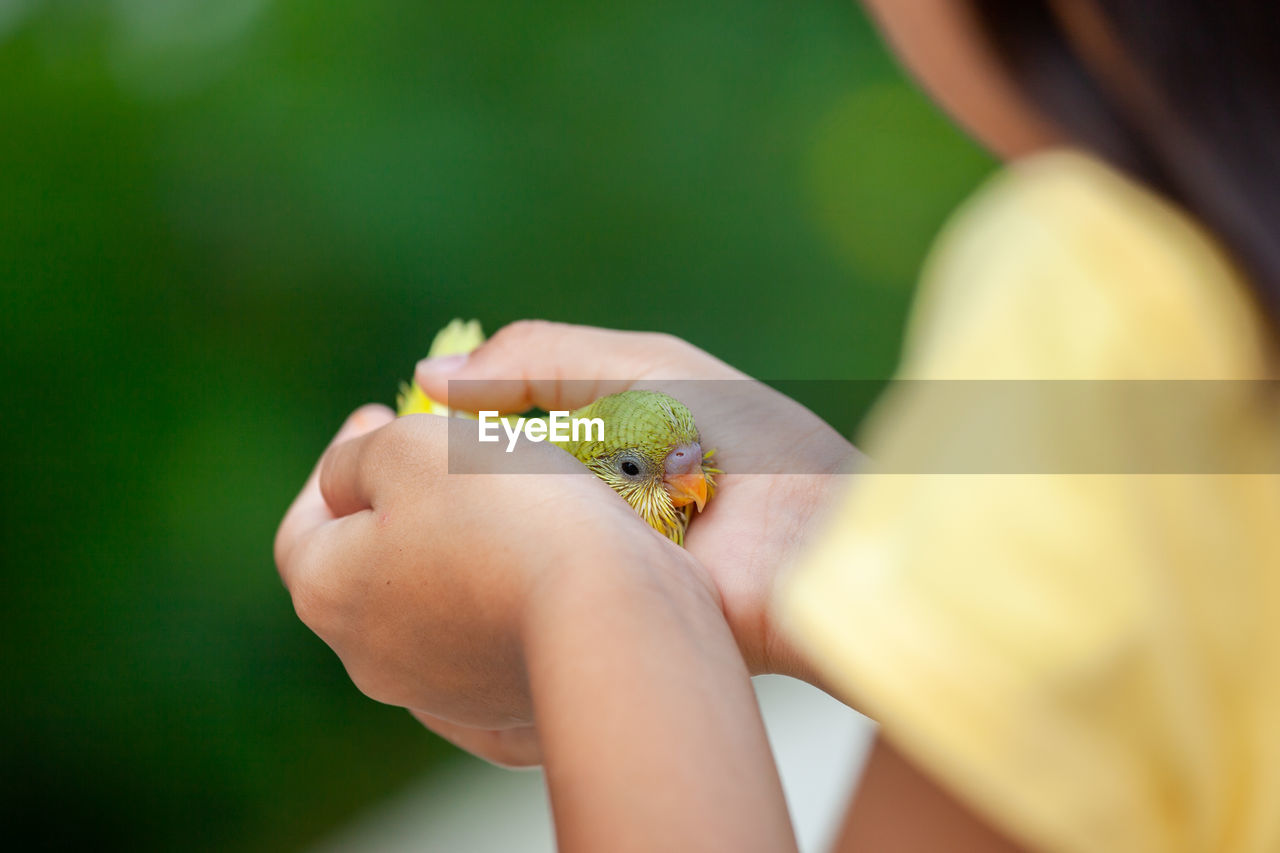 Midsection of girl holding yellow bird