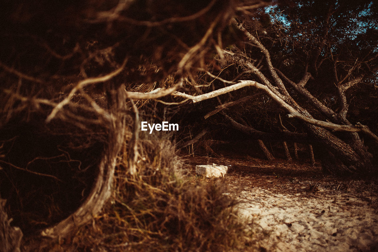 Close-up of tree trunk in forest