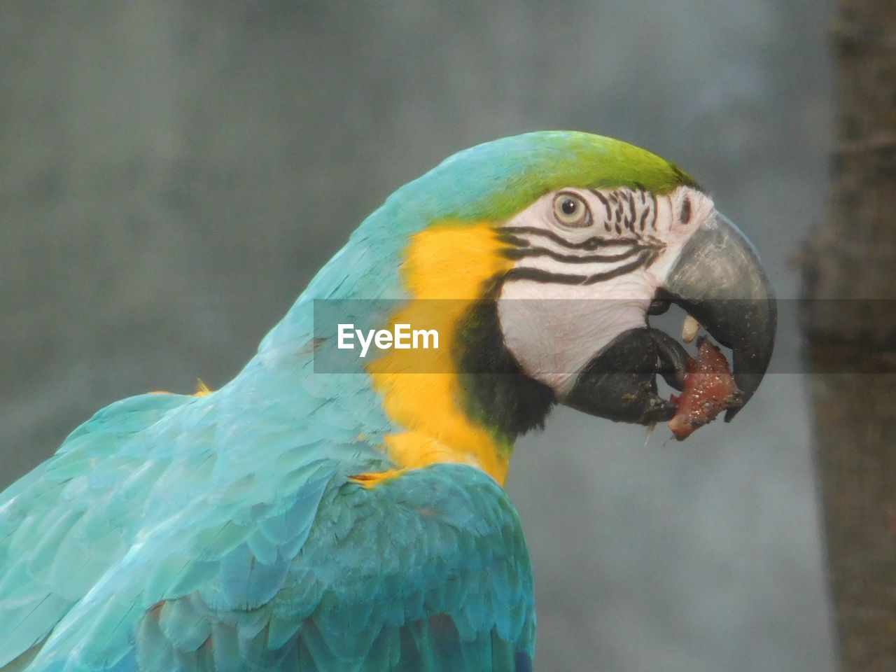 CLOSE-UP OF A BIRD