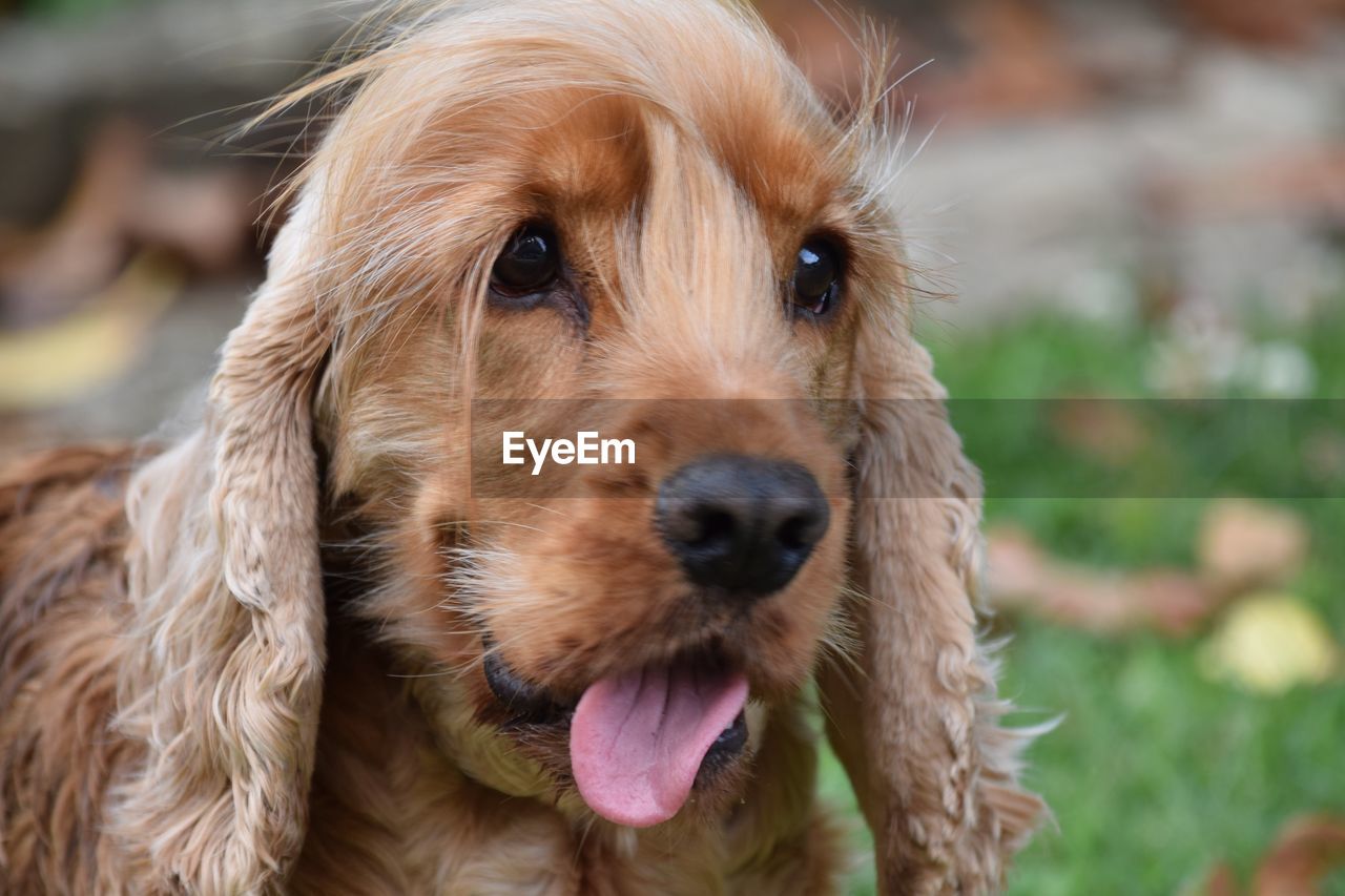 Close-up portrait of dog