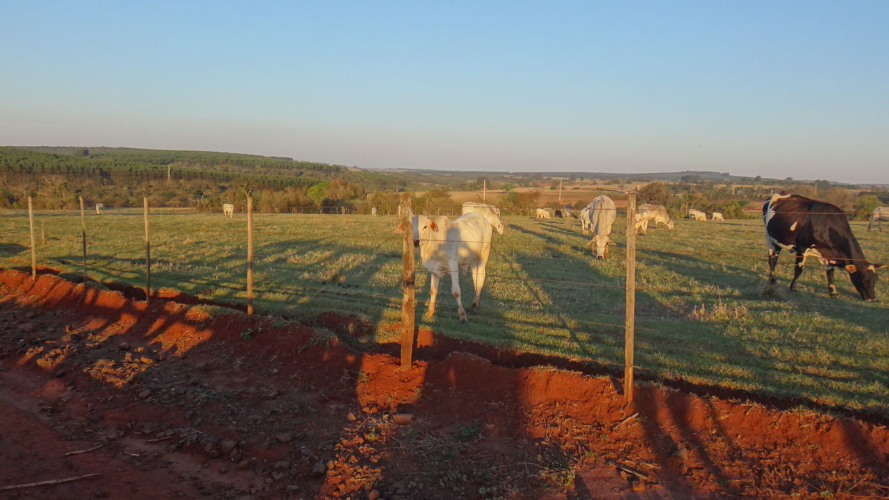 SHEEP GRAZING ON FIELD