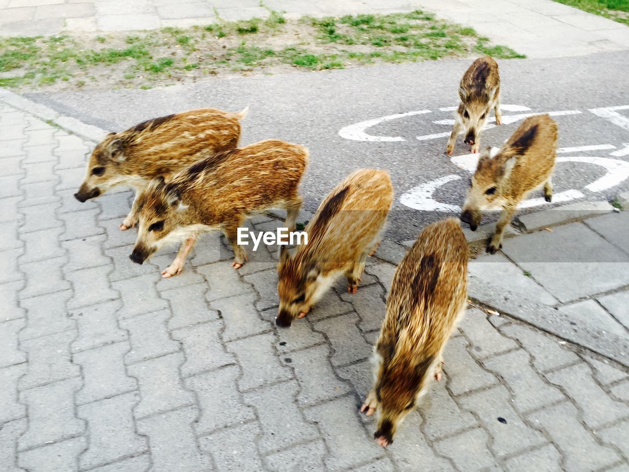 High angle view of wild boars on footpath