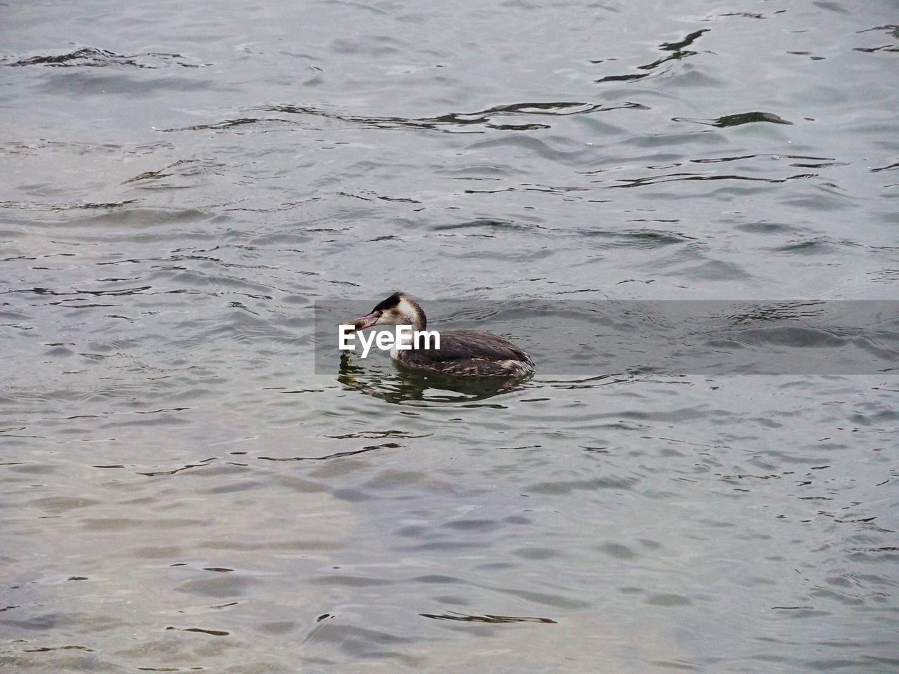 HIGH ANGLE VIEW OF DUCKS SWIMMING IN LAKE