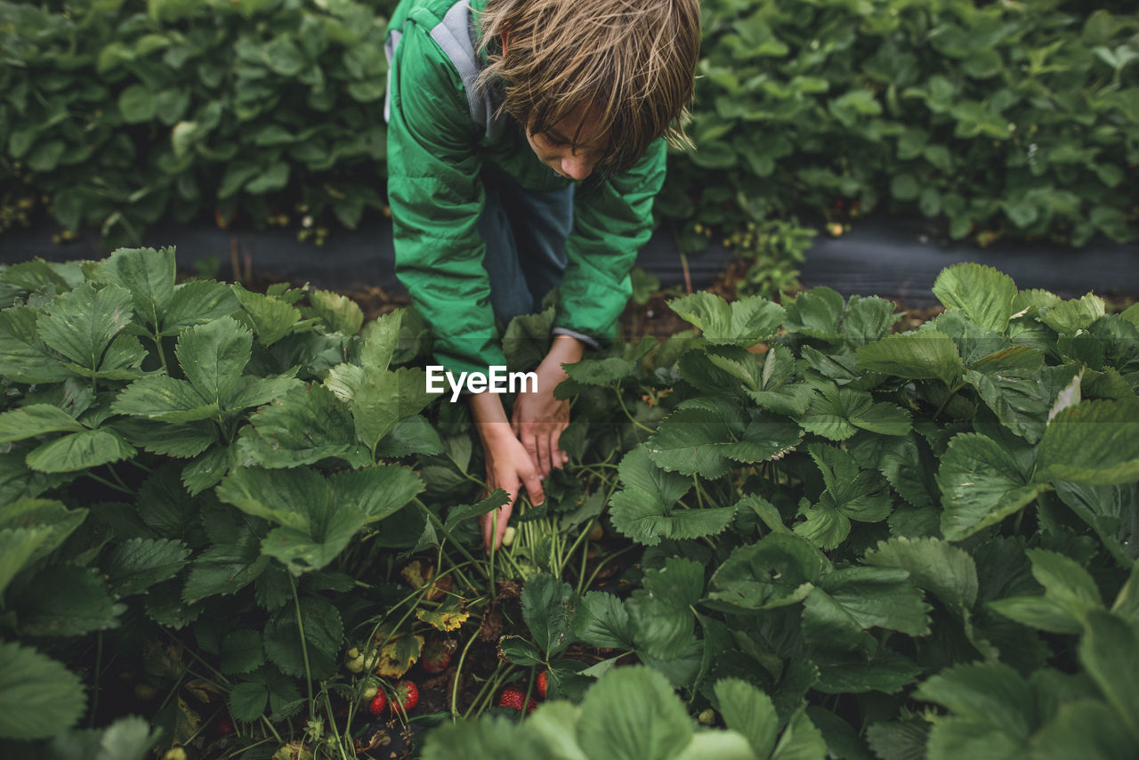 High angle view of boy picking strawberries at field