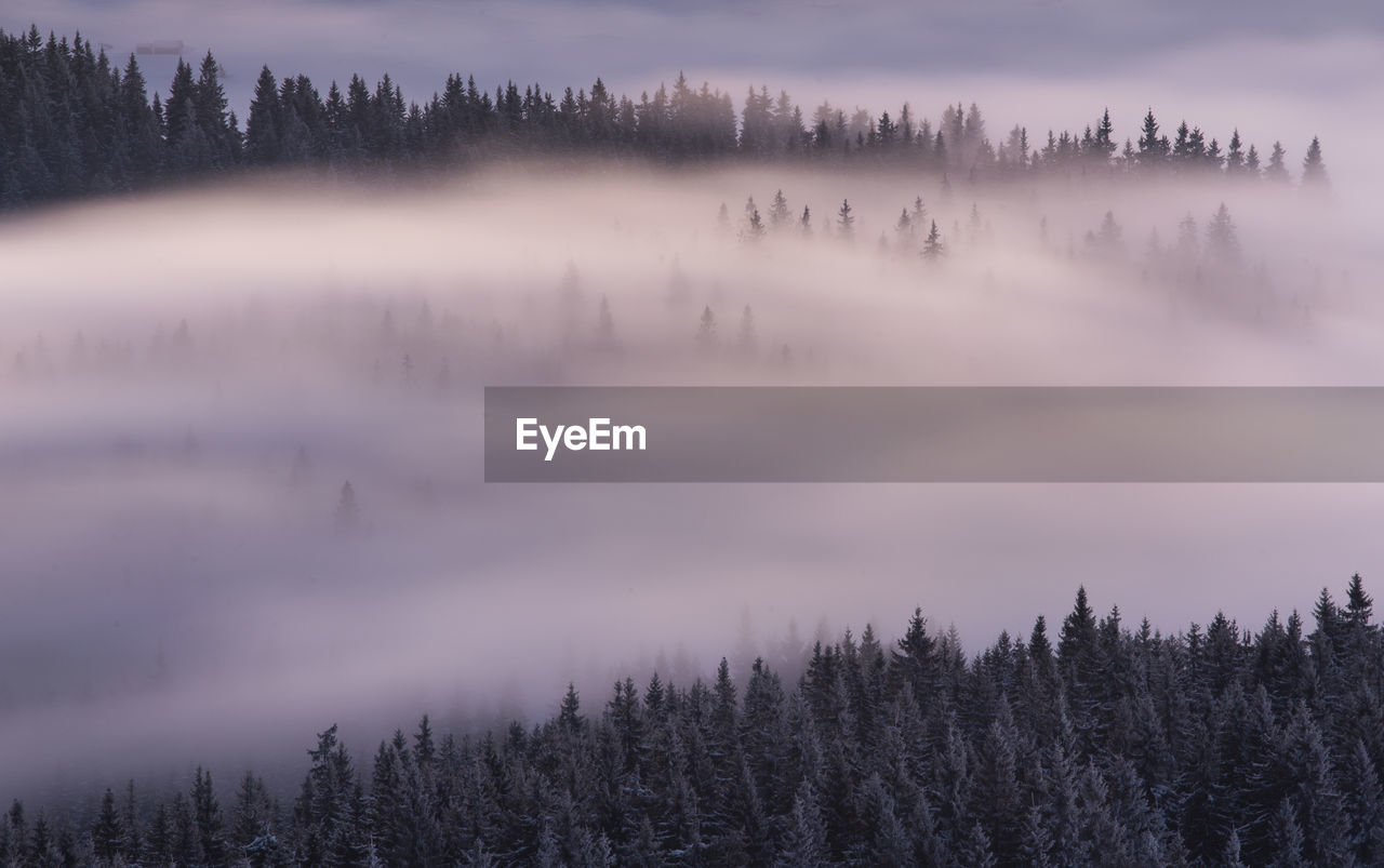 Panoramic shot of trees on landscape against sky