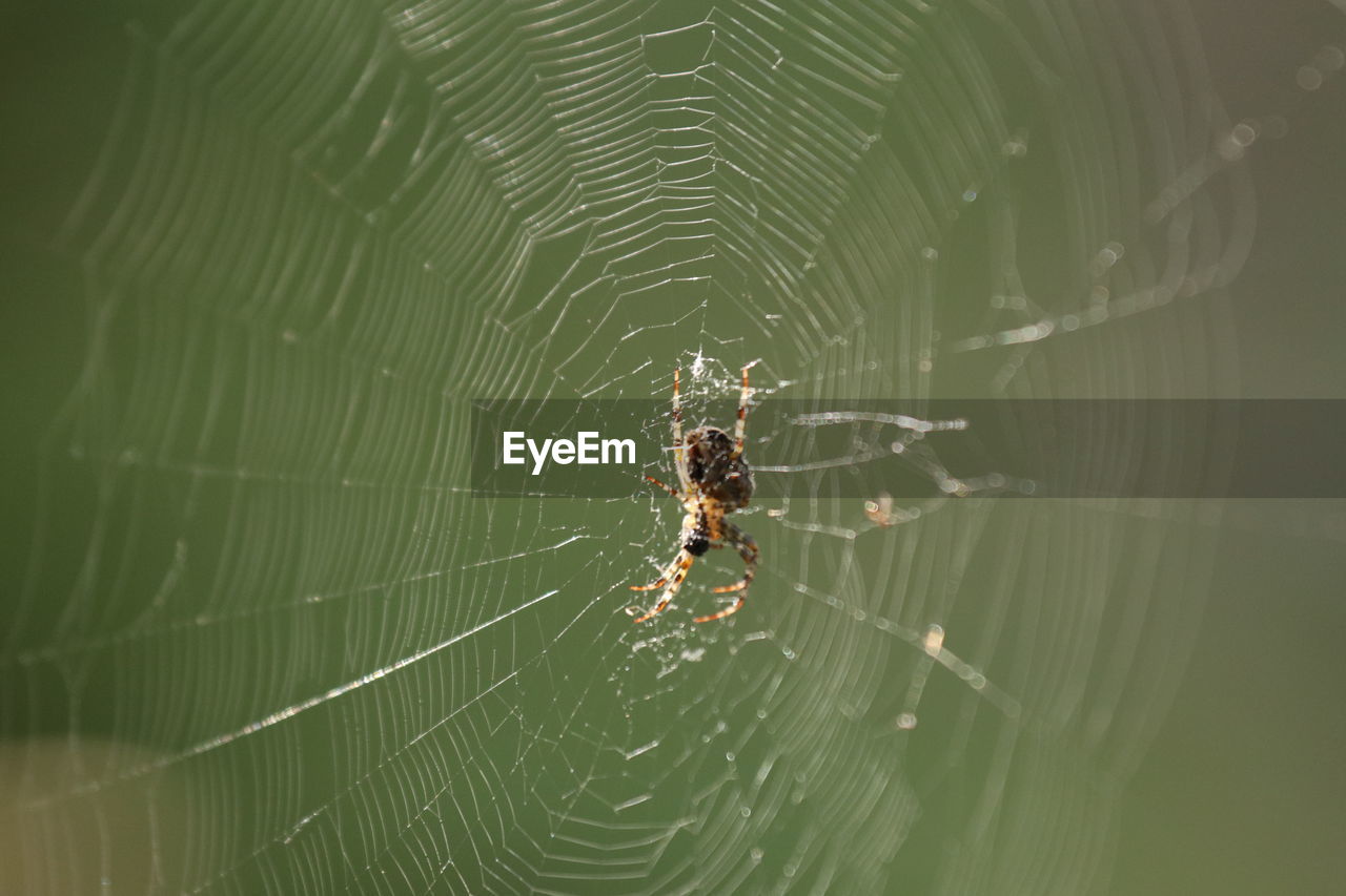 CLOSE-UP OF SPIDER WEB