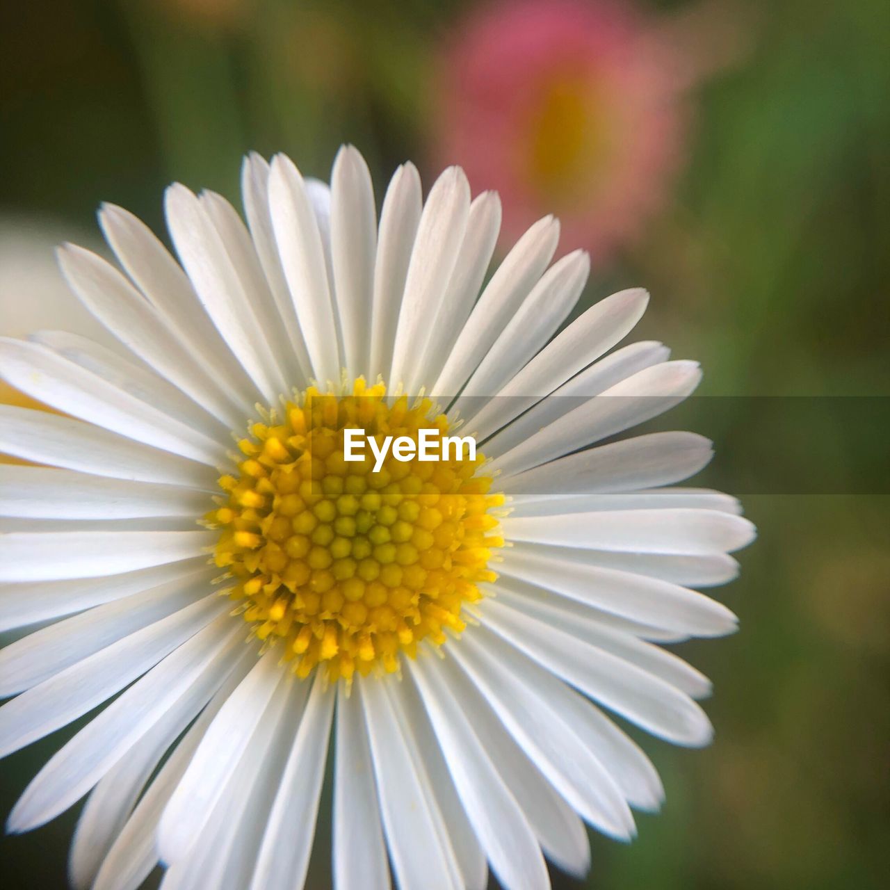 CLOSE-UP OF WHITE DAISY FLOWER AGAINST BLURRED BACKGROUND