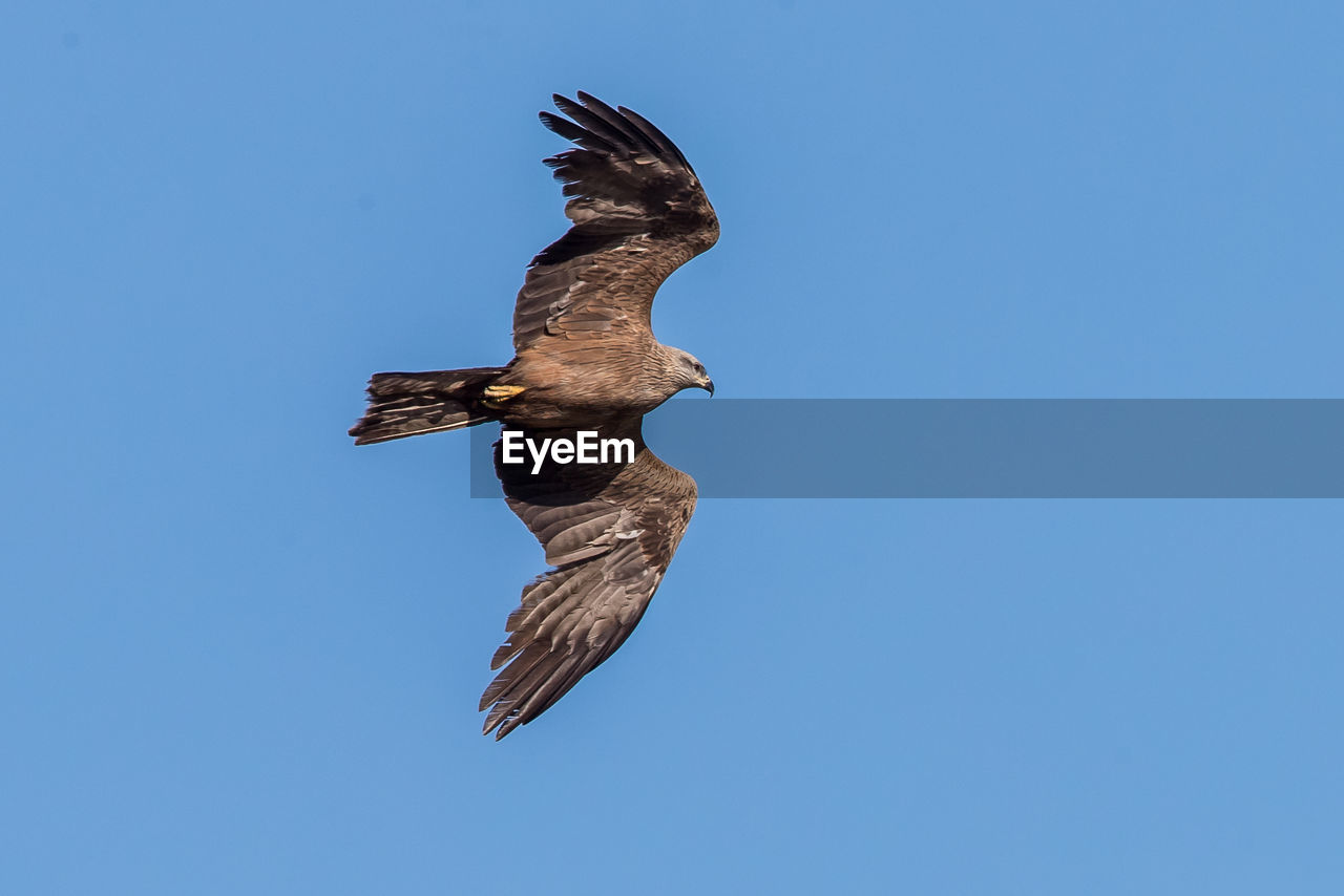 LOW ANGLE VIEW OF HAWK FLYING AGAINST CLEAR BLUE SKY