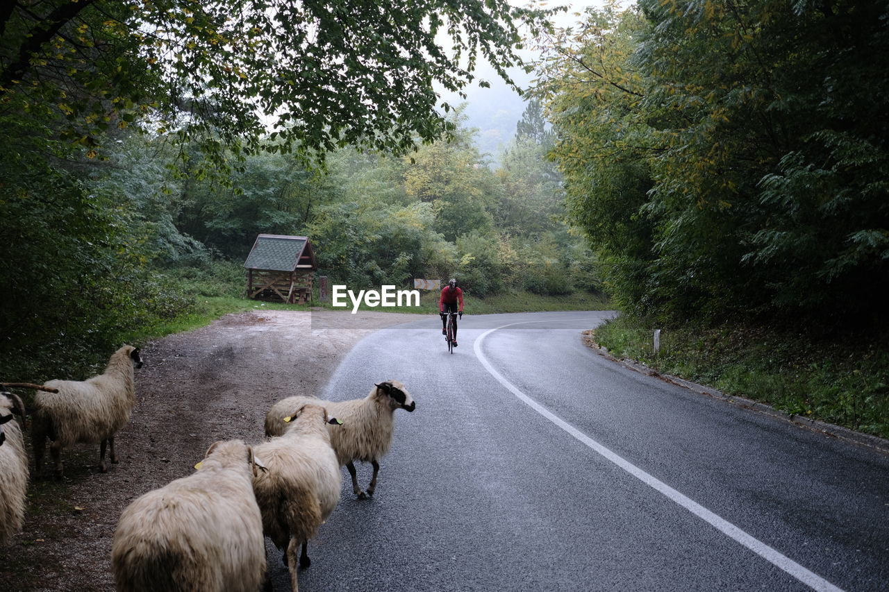 Cyclist on bike with sheep on road