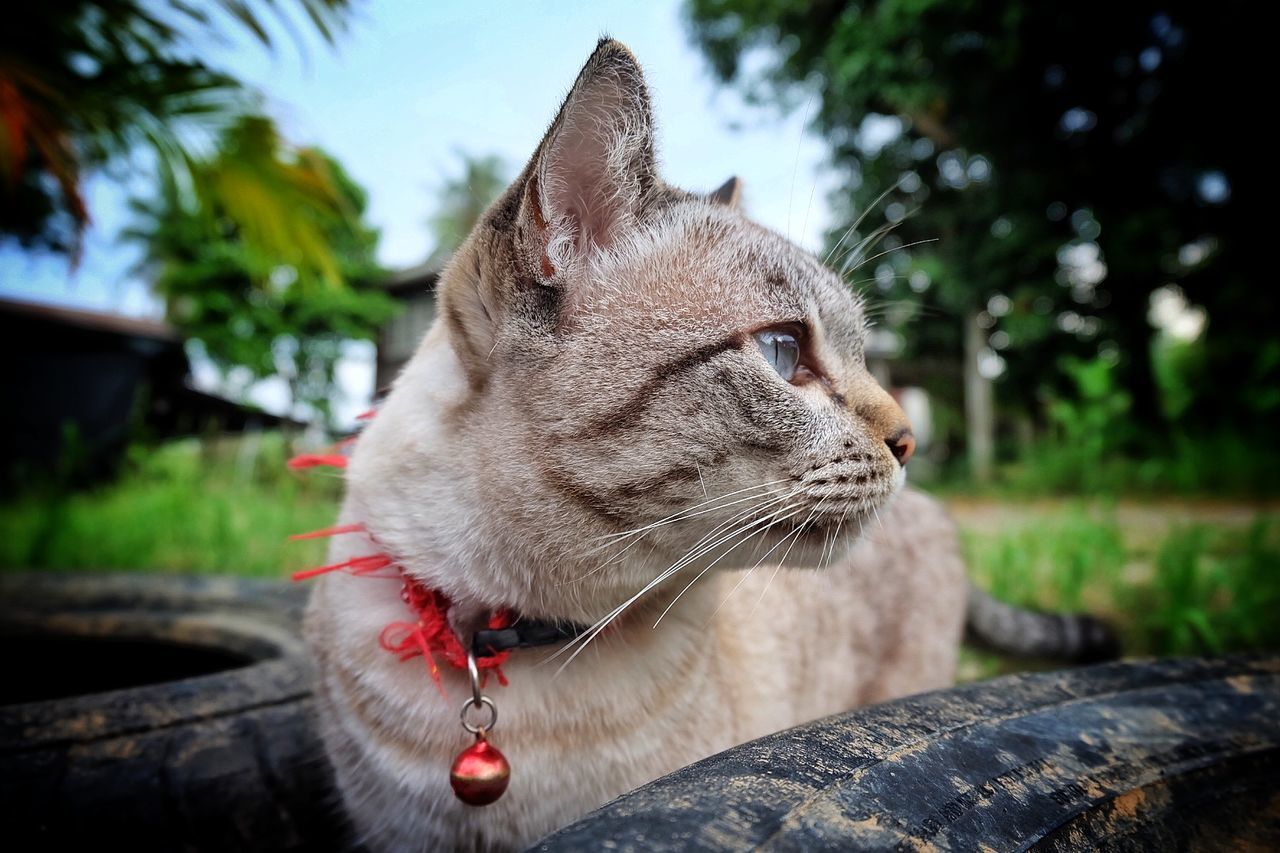 CLOSE-UP OF A RELAXED LOOKING AWAY