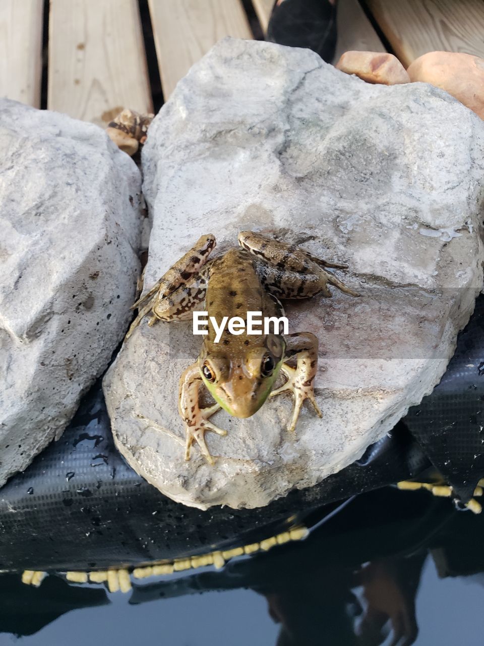 HIGH ANGLE VIEW OF INSECT ON A WATER