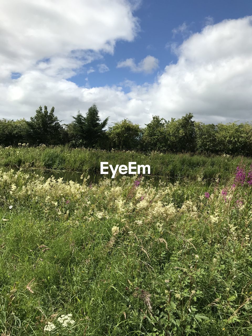 SCENIC VIEW OF GRASSY FIELD AGAINST CLOUDY SKY