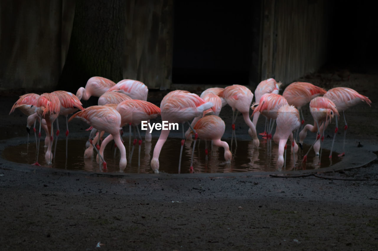 Flamingos drinking water while standing in pond