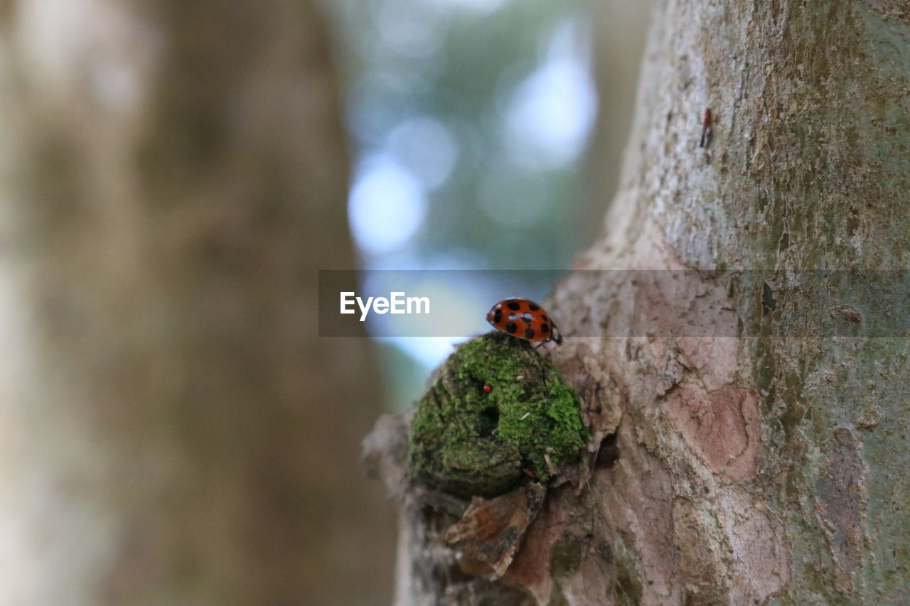 Close-up of ladybug on tree trunk