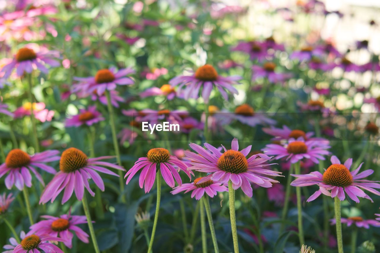 Close-up of pink flowers on field