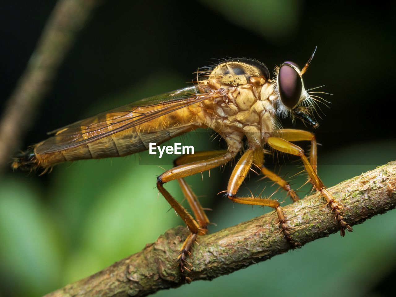 Close-up of insect on plant