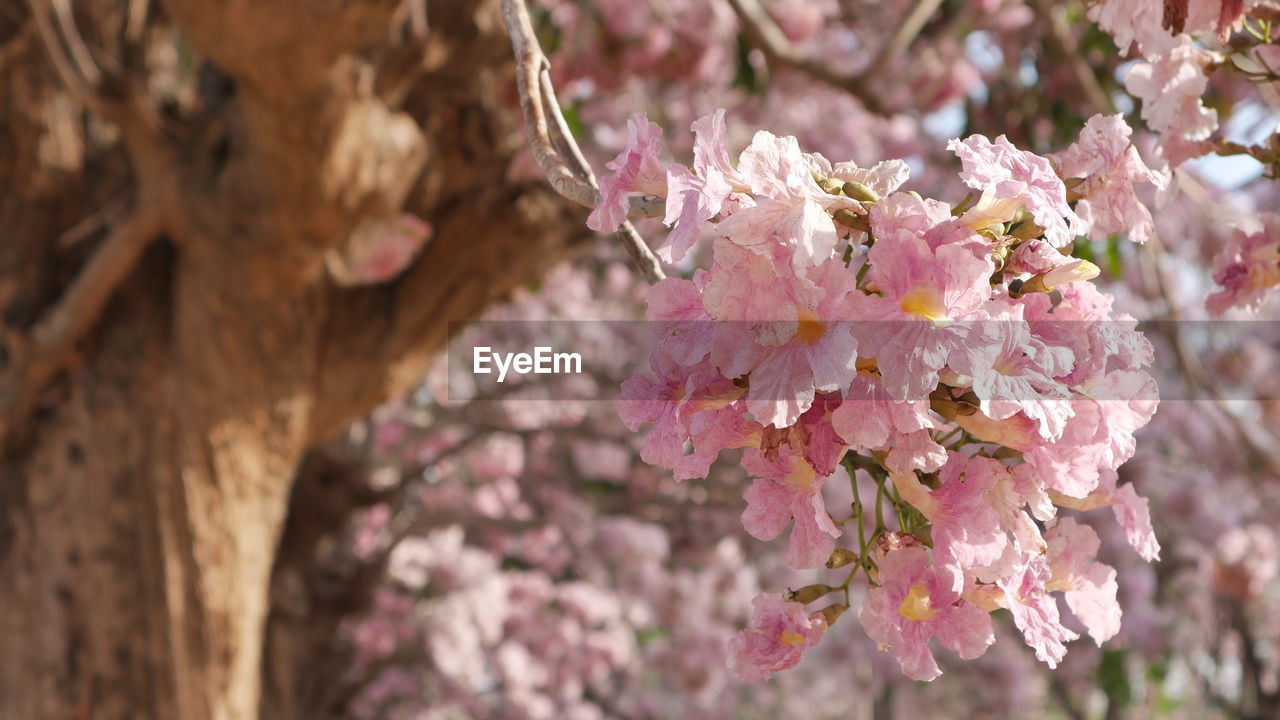 Close-up of pink cherry blossom tree