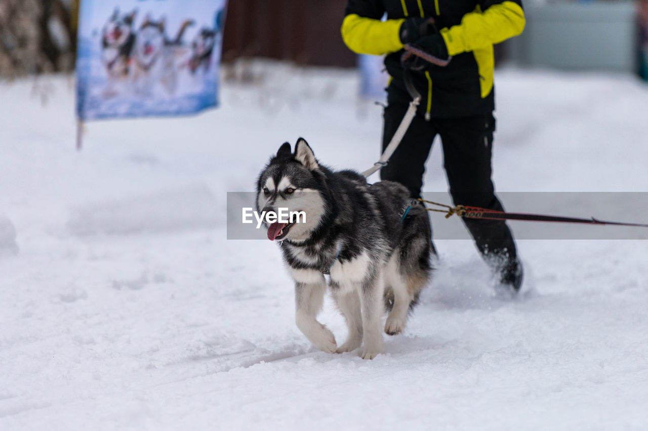 FULL LENGTH OF A DOG ON SNOW COVERED LANDSCAPE