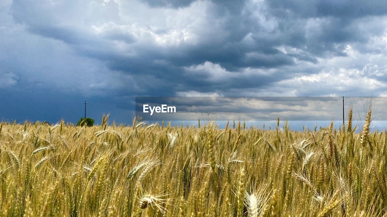 Scenic view of wheat field against sky