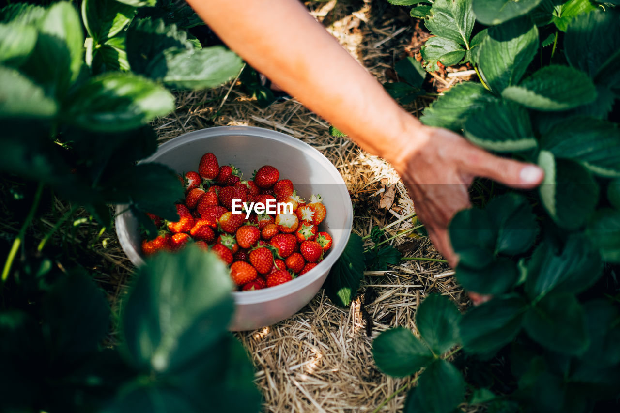 Midsection of woman holding with strawberries in bowl