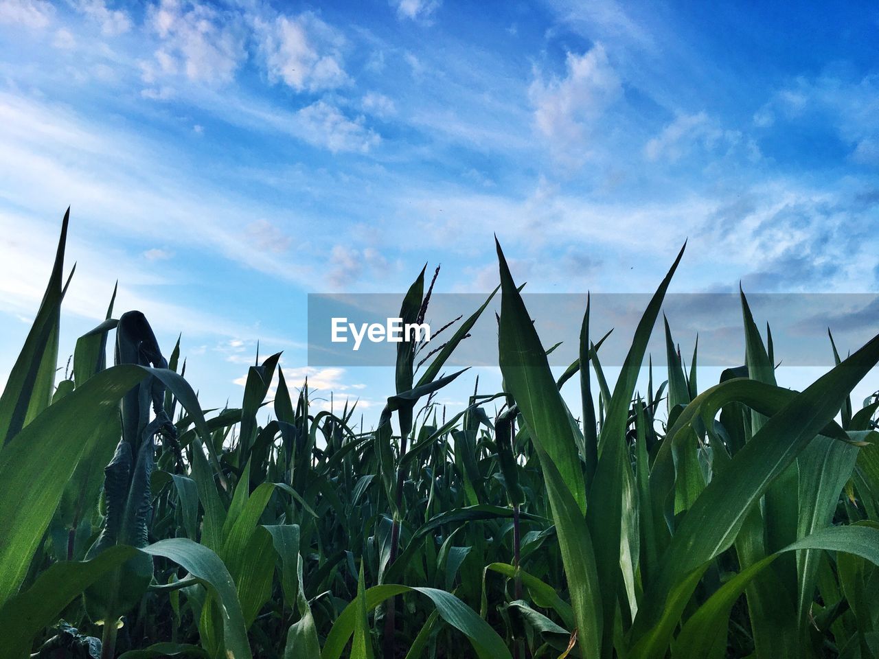 Low angle view of crop against cloudy sky