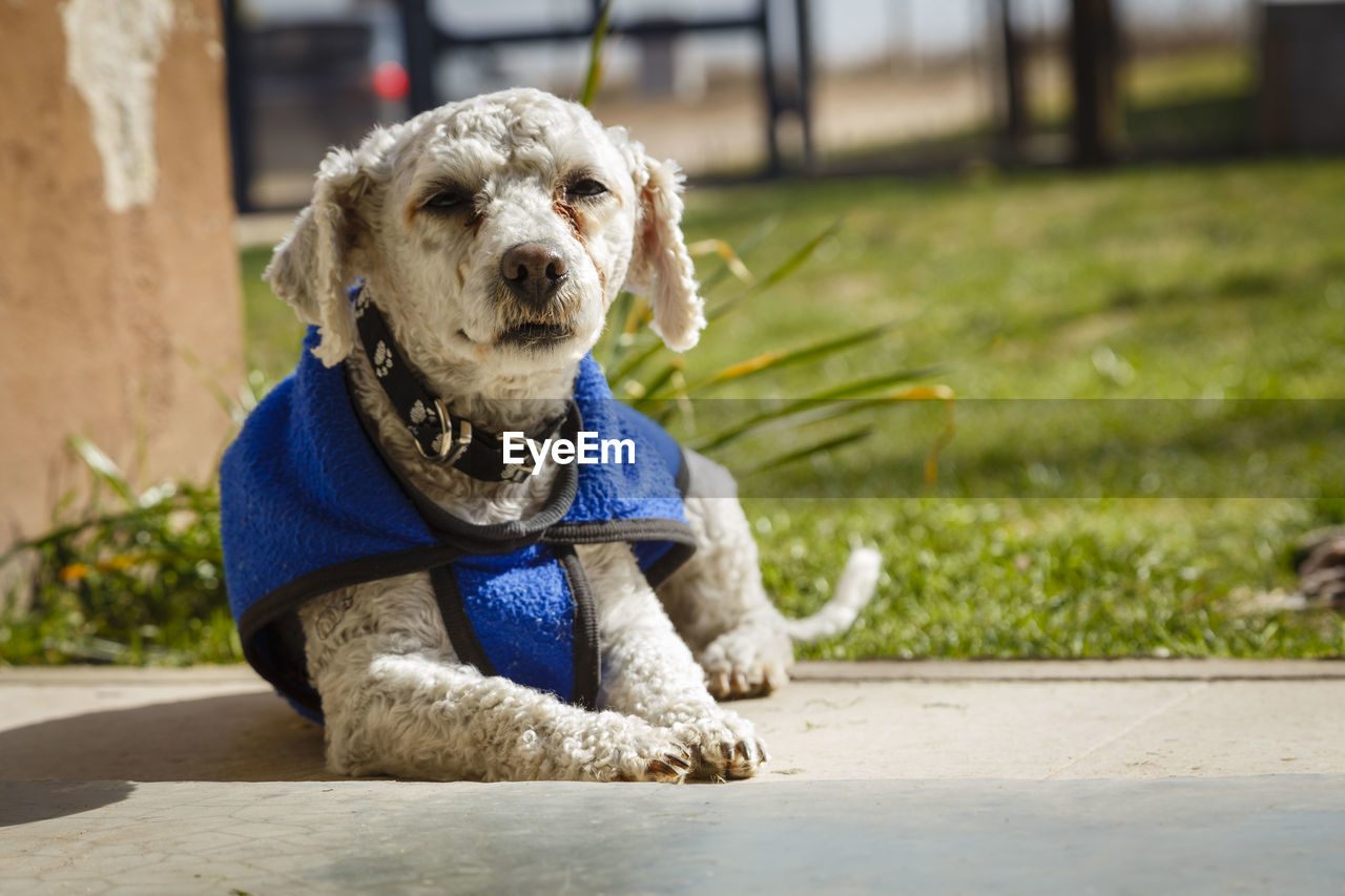 PORTRAIT OF DOG SITTING ON FOOTPATH BY RAILING