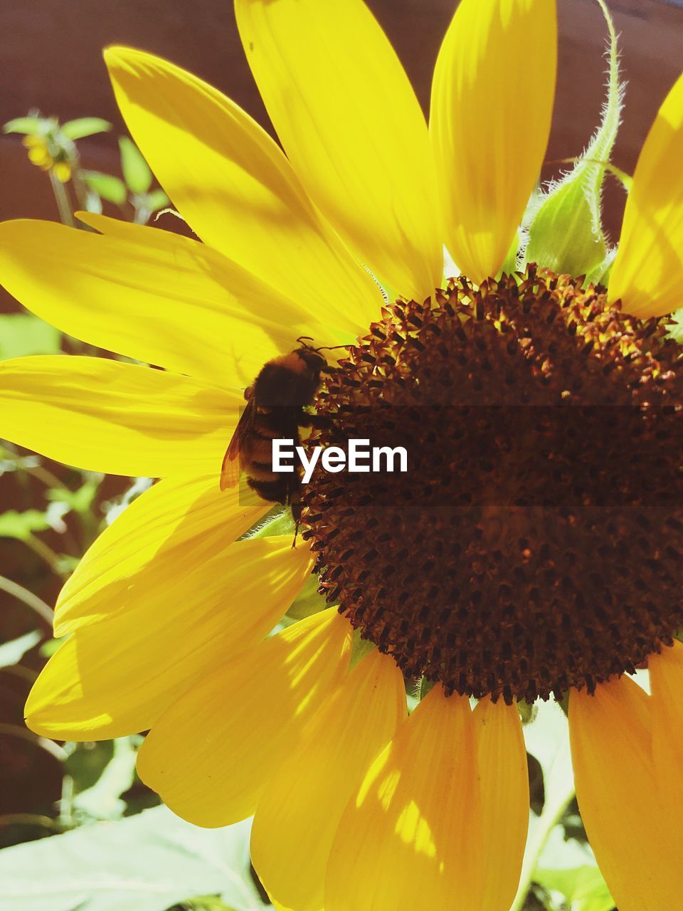 CLOSE-UP OF HONEY BEE POLLINATING ON SUNFLOWER