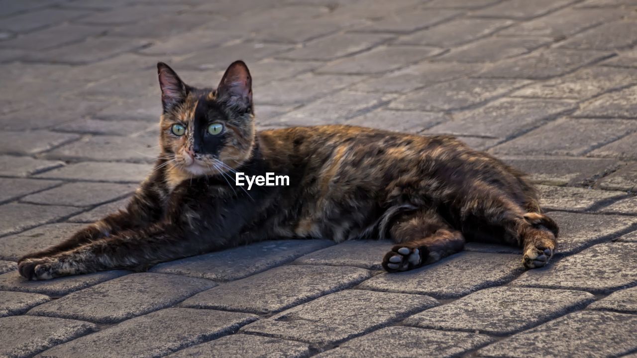 Portrait of cat lying on footpath