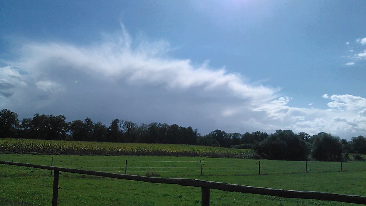 TREES ON GRASSY FIELD AGAINST SKY