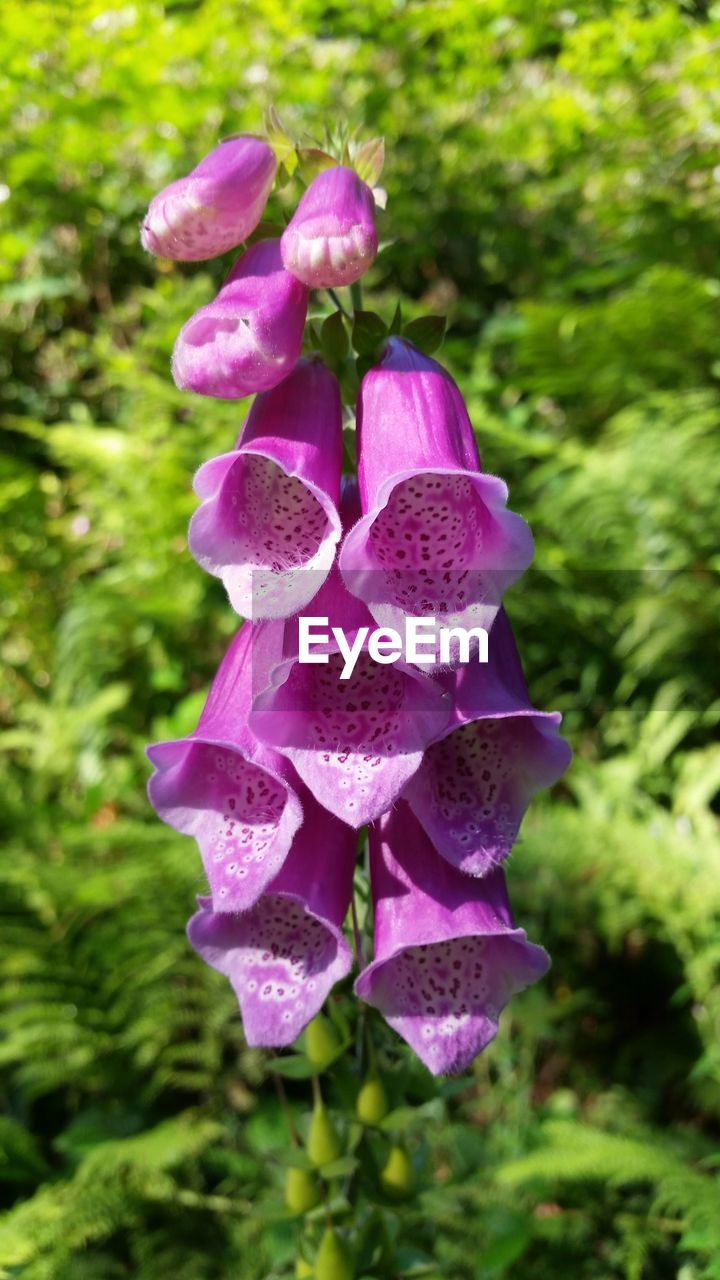 CLOSE-UP OF PURPLE FLOWER BLOOMING