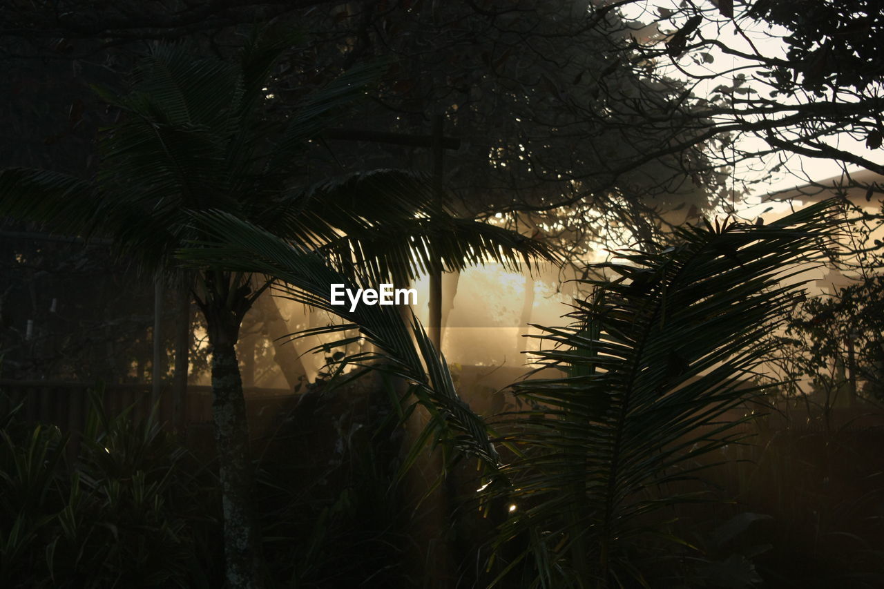 PALM TREES IN FOREST AT SUNSET