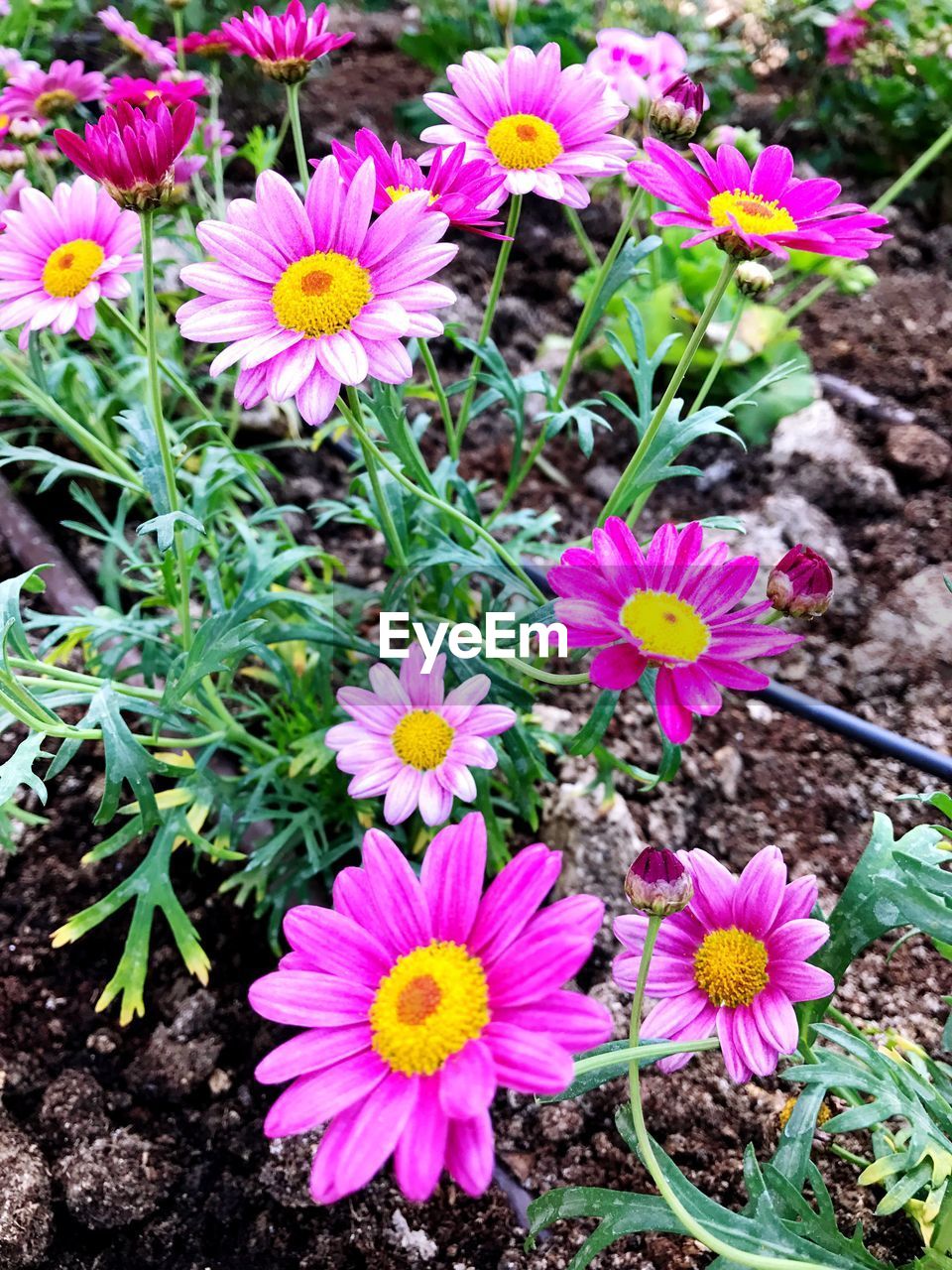 HIGH ANGLE VIEW OF FLOWERS BLOOMING ON FIELD