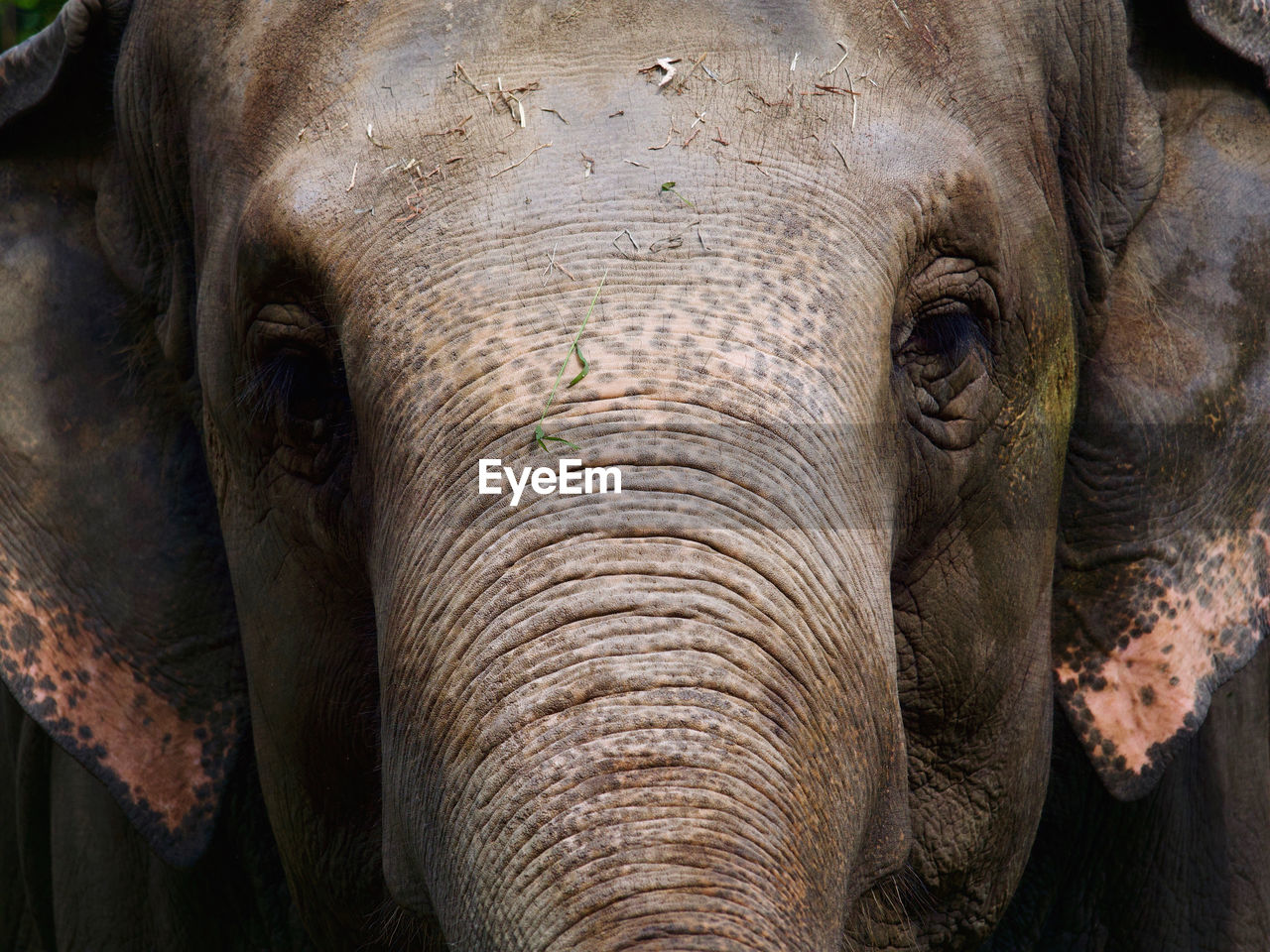 Close-up of elephant looking at camera