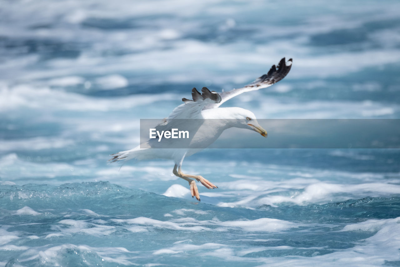 SEAGULLS FLYING IN SEA